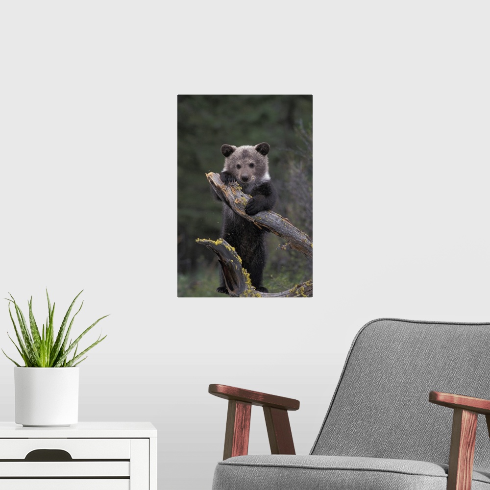 A modern room featuring Young GrizzliyBear Hanging on a Tree