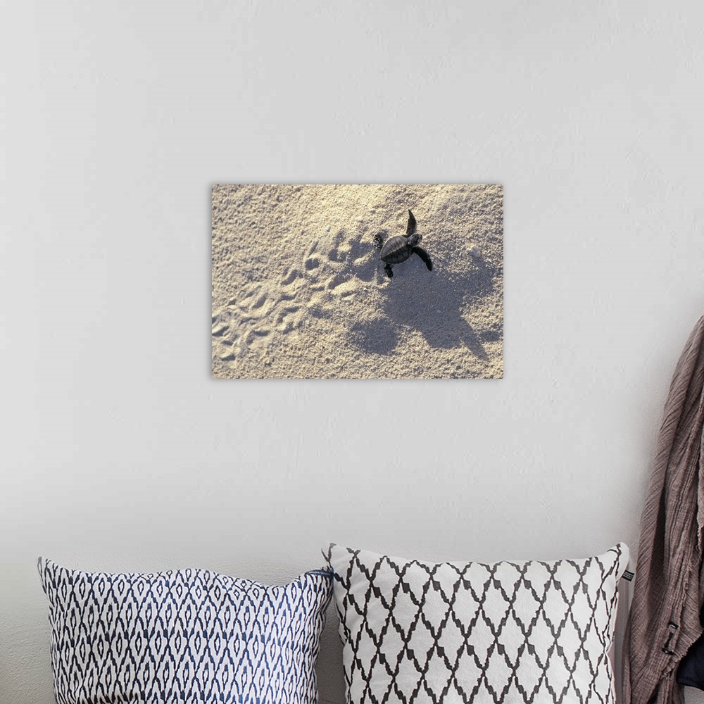 A bohemian room featuring Landscape, oversized photograph of a baby sea turtle making its way across the sand, its fin prin...