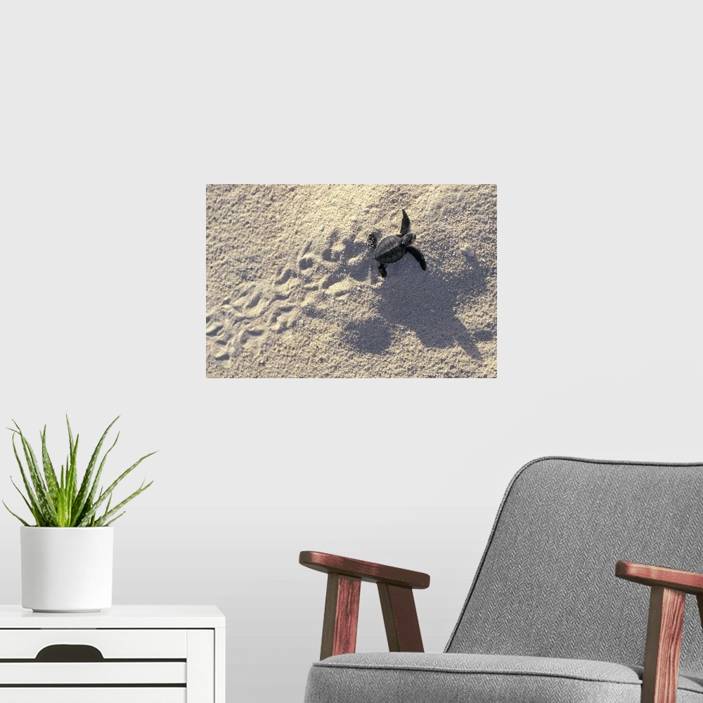 A modern room featuring Landscape, oversized photograph of a baby sea turtle making its way across the sand, its fin prin...