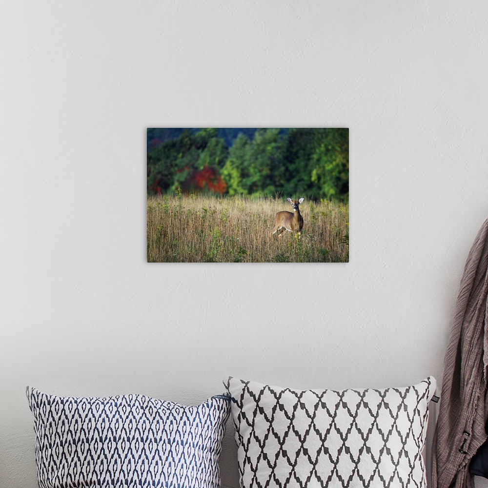A bohemian room featuring Young whitetail spike buck in autumn color meadow.