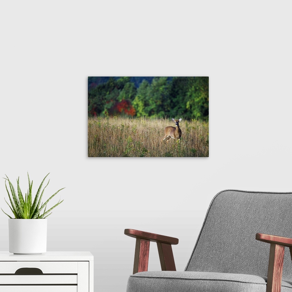 A modern room featuring Young whitetail spike buck in autumn color meadow.