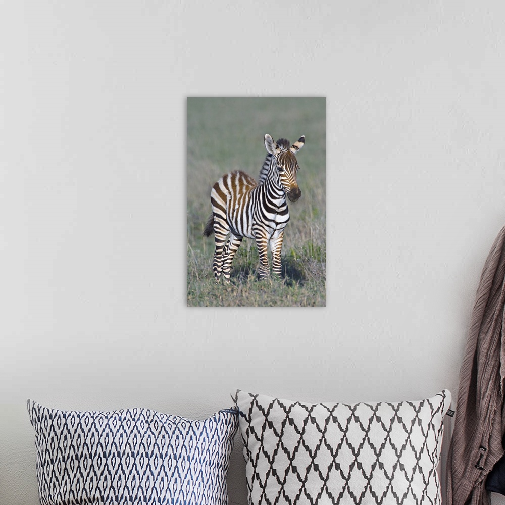 A bohemian room featuring Tall wall print of a baby zebra standing in a field.