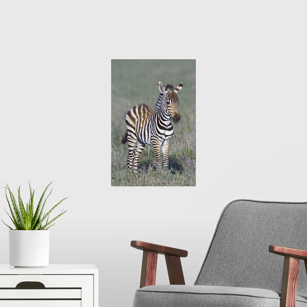 A modern room featuring Tall wall print of a baby zebra standing in a field.