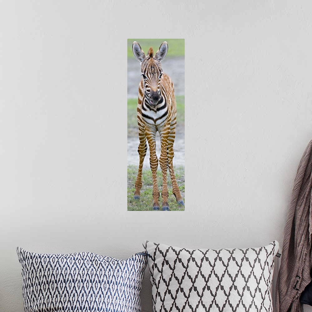 A bohemian room featuring Young zebra standing in a field, Ngorongoro Conservation Area, Arusha Region, Tanzania (Equus bur...