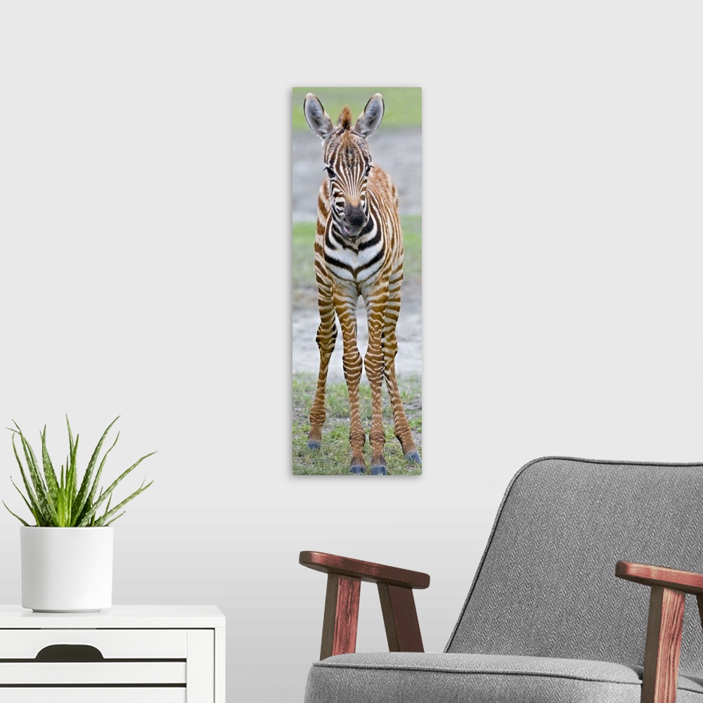 A modern room featuring Young zebra standing in a field, Ngorongoro Conservation Area, Arusha Region, Tanzania (Equus bur...