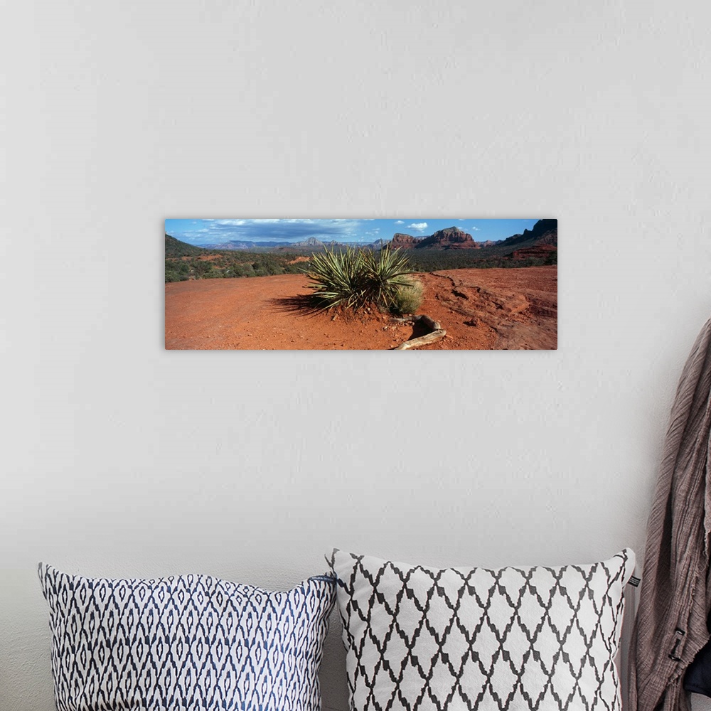 A bohemian room featuring Yucca plant growing in a rocky field, Sedona, Coconino County, Arizona