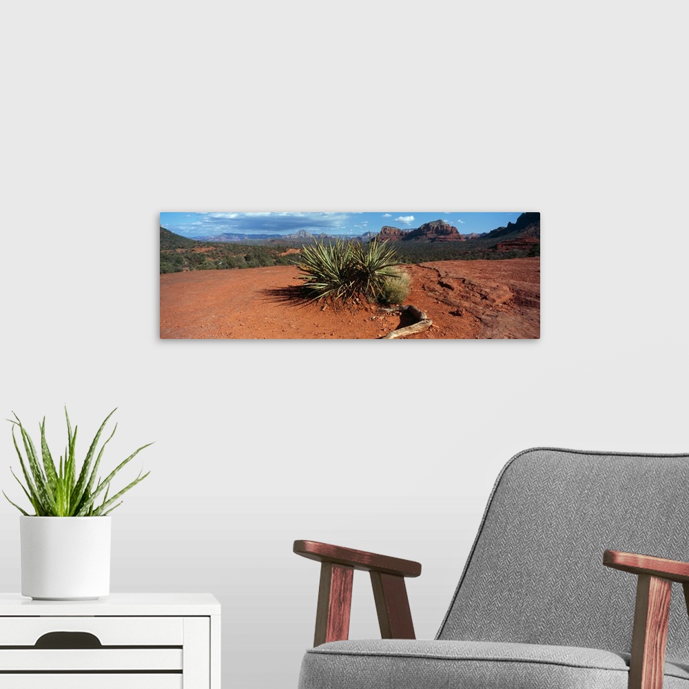 A modern room featuring Yucca plant growing in a rocky field, Sedona, Coconino County, Arizona