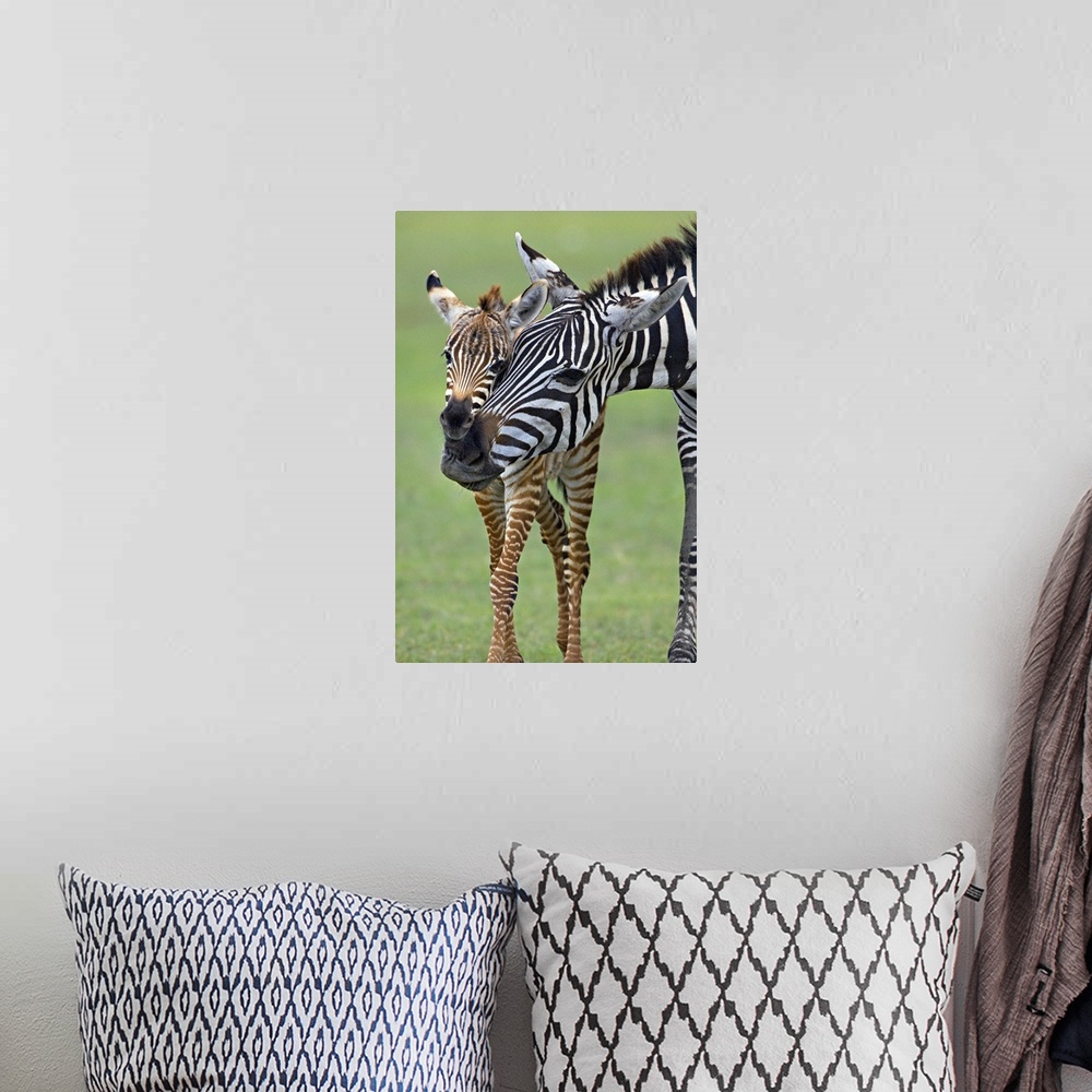 A bohemian room featuring Zebra and its foal in a field, Ngorongoro Conservation Area, Arusha Region, Tanzania (Equus burch...