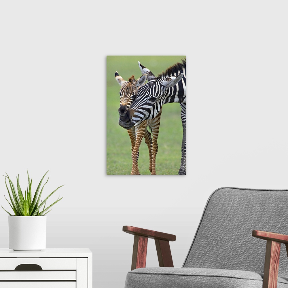 A modern room featuring Zebra and its foal in a field, Ngorongoro Conservation Area, Arusha Region, Tanzania (Equus burch...
