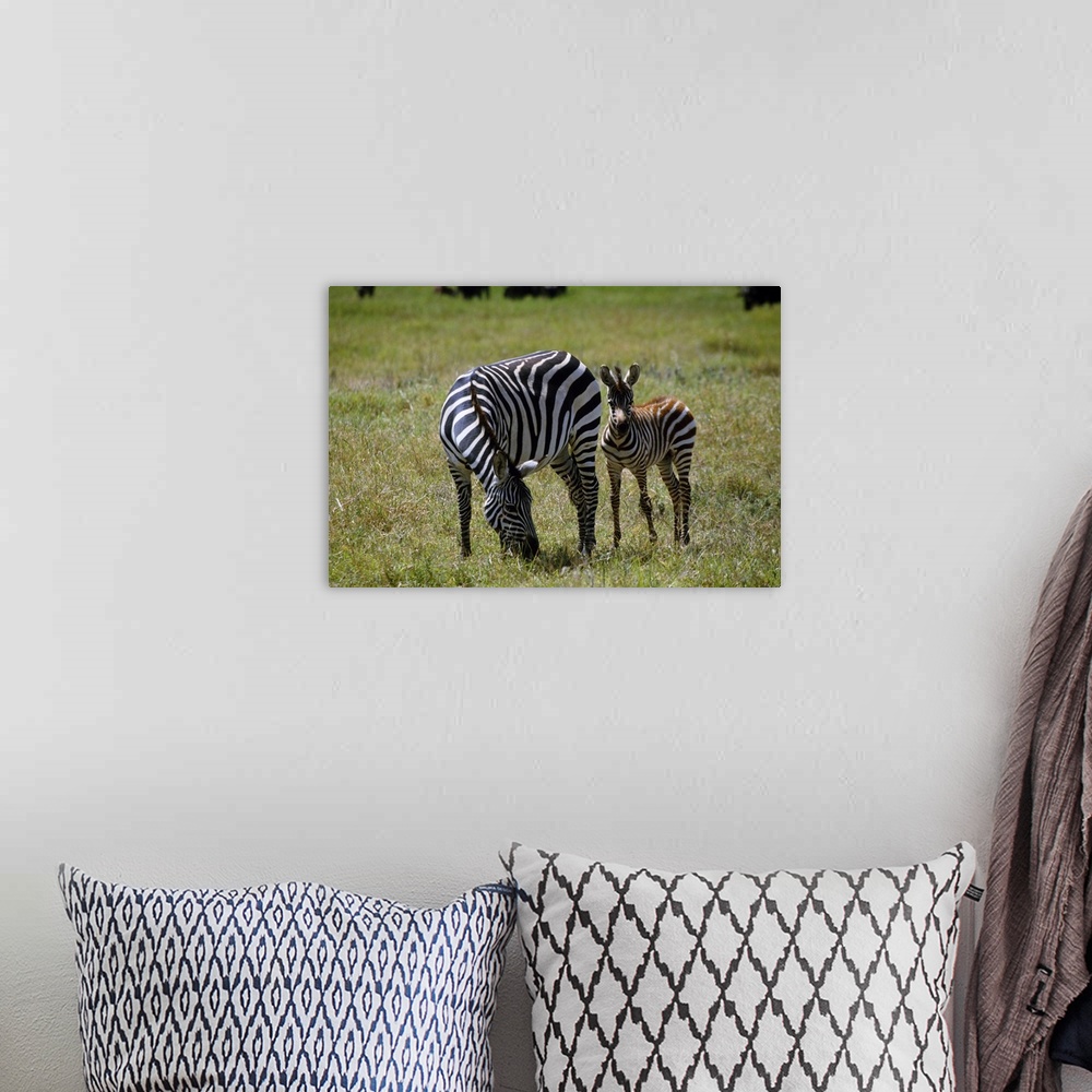 A bohemian room featuring Zebra mare and colt grazing, Ngorogoro Crater, Tanzania.