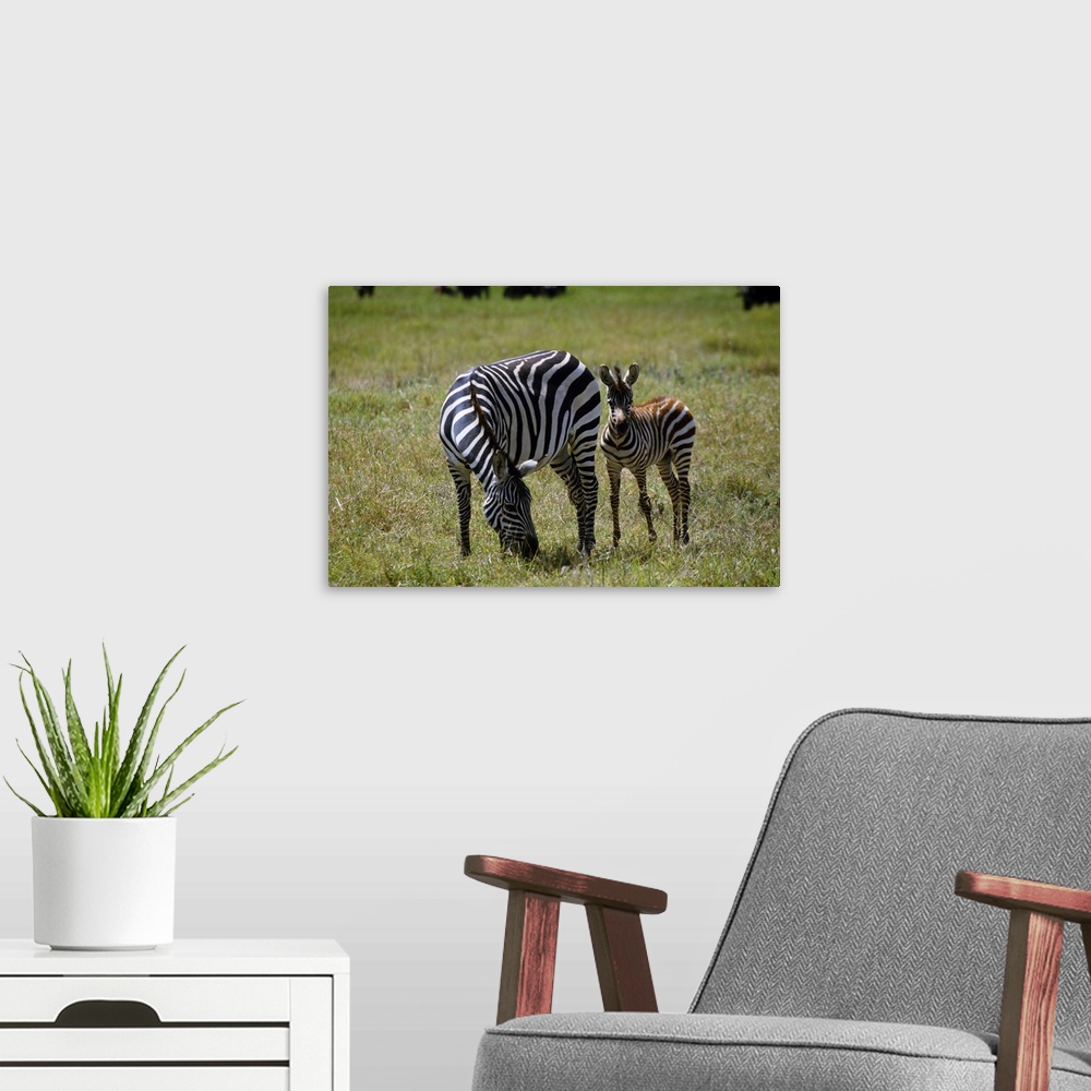 A modern room featuring Zebra mare and colt grazing, Ngorogoro Crater, Tanzania.