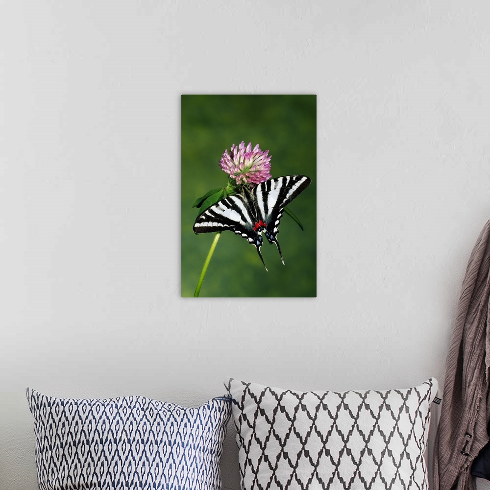 A bohemian room featuring Zebra swallowtail butterfly on clover flower blossom.