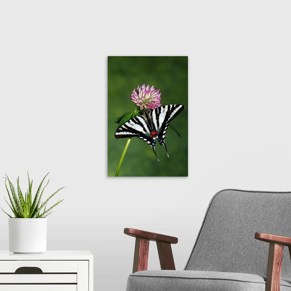 A modern room featuring Zebra swallowtail butterfly on clover flower blossom.