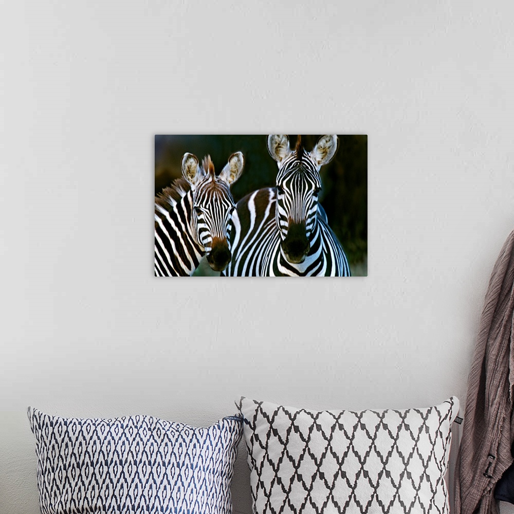 A bohemian room featuring Huge photograph includes a couple striped African wild horses standing still.  The sharp focus on...
