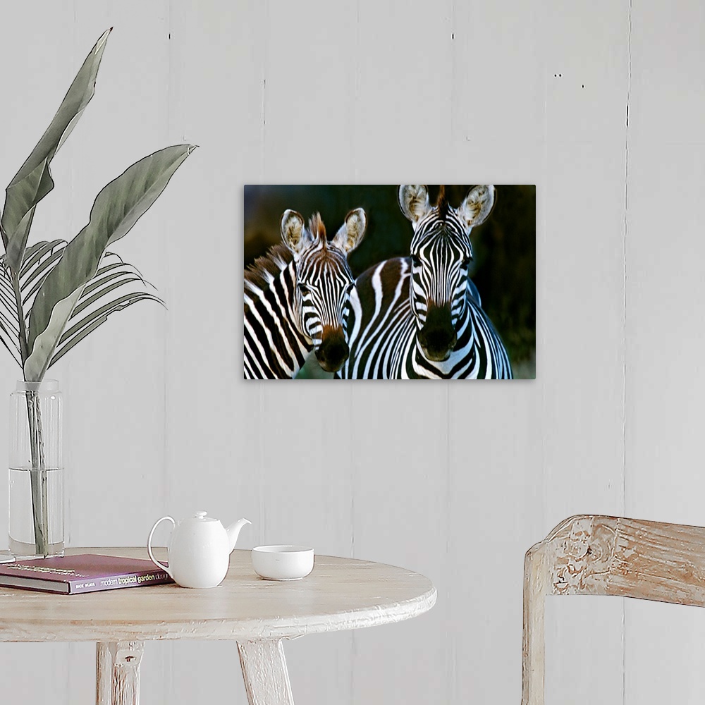 A farmhouse room featuring Huge photograph includes a couple striped African wild horses standing still.  The sharp focus on...
