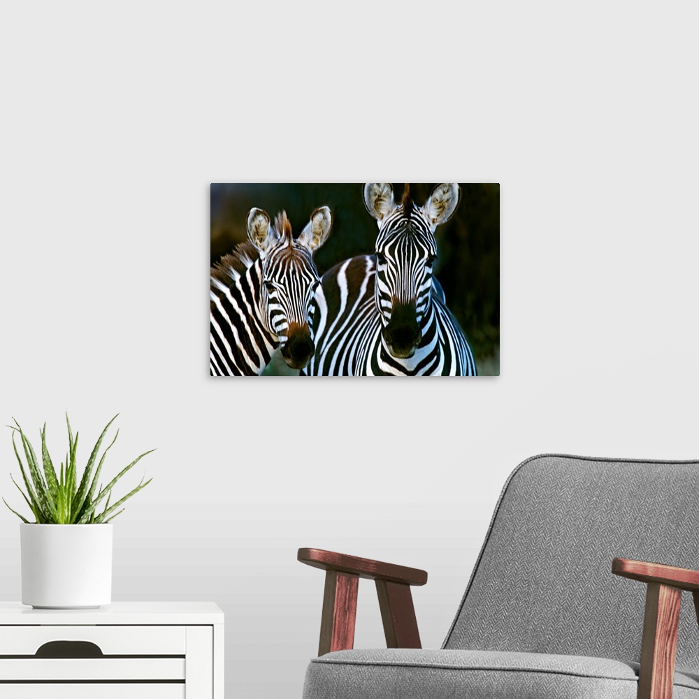 A modern room featuring Huge photograph includes a couple striped African wild horses standing still.  The sharp focus on...