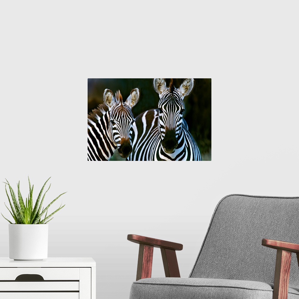 A modern room featuring Huge photograph includes a couple striped African wild horses standing still.  The sharp focus on...