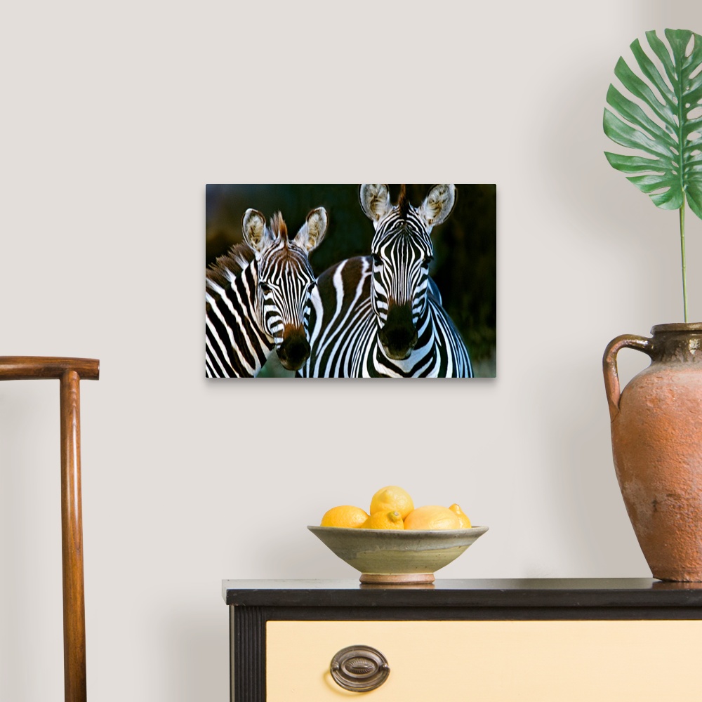 A traditional room featuring Huge photograph includes a couple striped African wild horses standing still.  The sharp focus on...