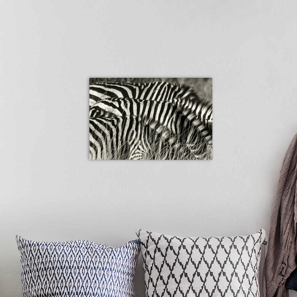 A bohemian room featuring Zebras in Botswana