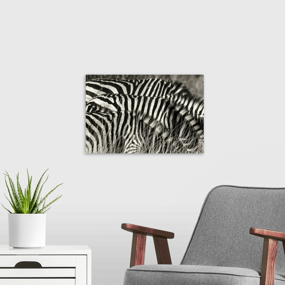 A modern room featuring Zebras in Botswana