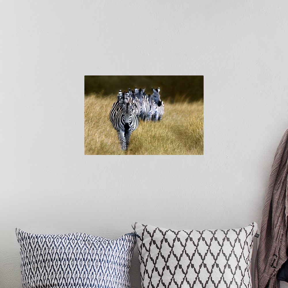 A bohemian room featuring Panoramic photograph of zebras in a single-file line surrounded by tall grass.