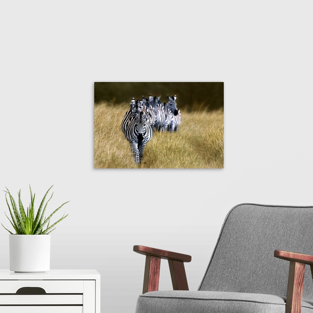 A modern room featuring Panoramic photograph of zebras in a single-file line surrounded by tall grass.