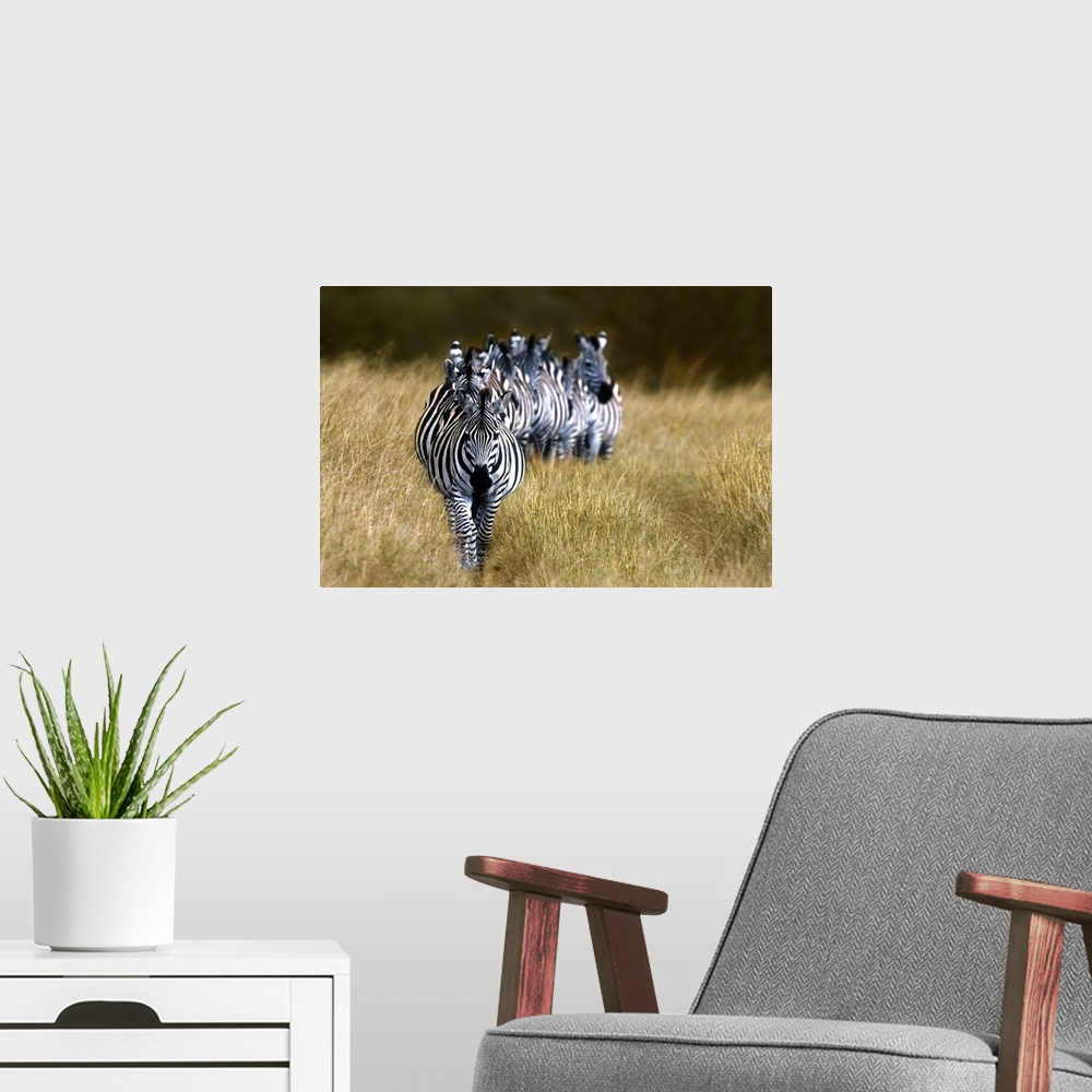 A modern room featuring Panoramic photograph of zebras in a single-file line surrounded by tall grass.