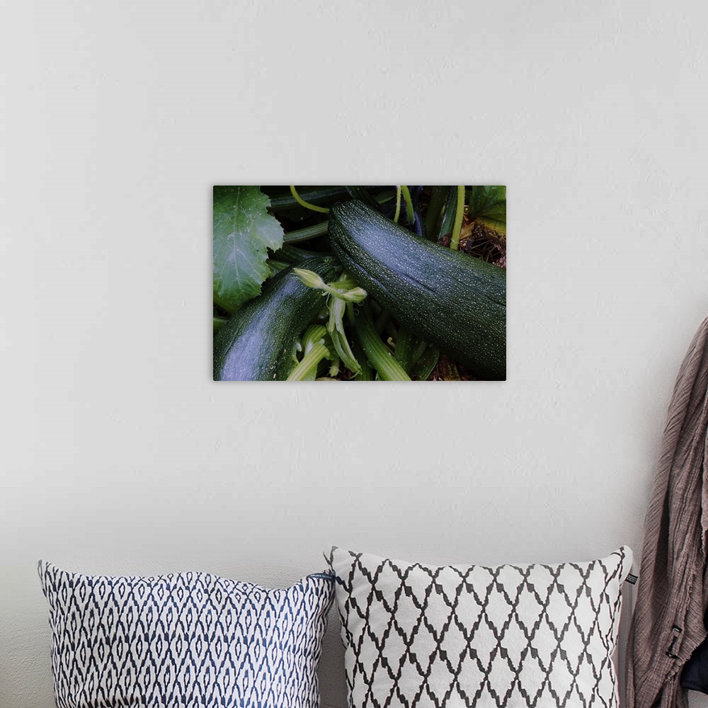A bohemian room featuring Zucchini squash growing on vine, close up.