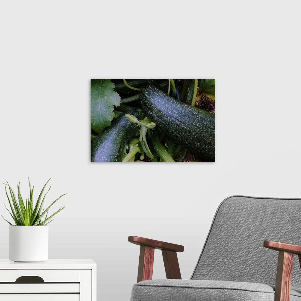 A modern room featuring Zucchini squash growing on vine, close up.