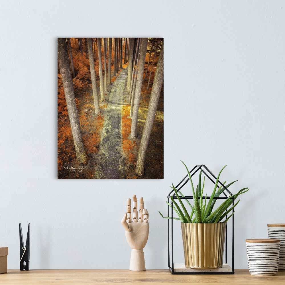 A bohemian room featuring Photograph of an unexpected perspective of a pathway lined by trees.