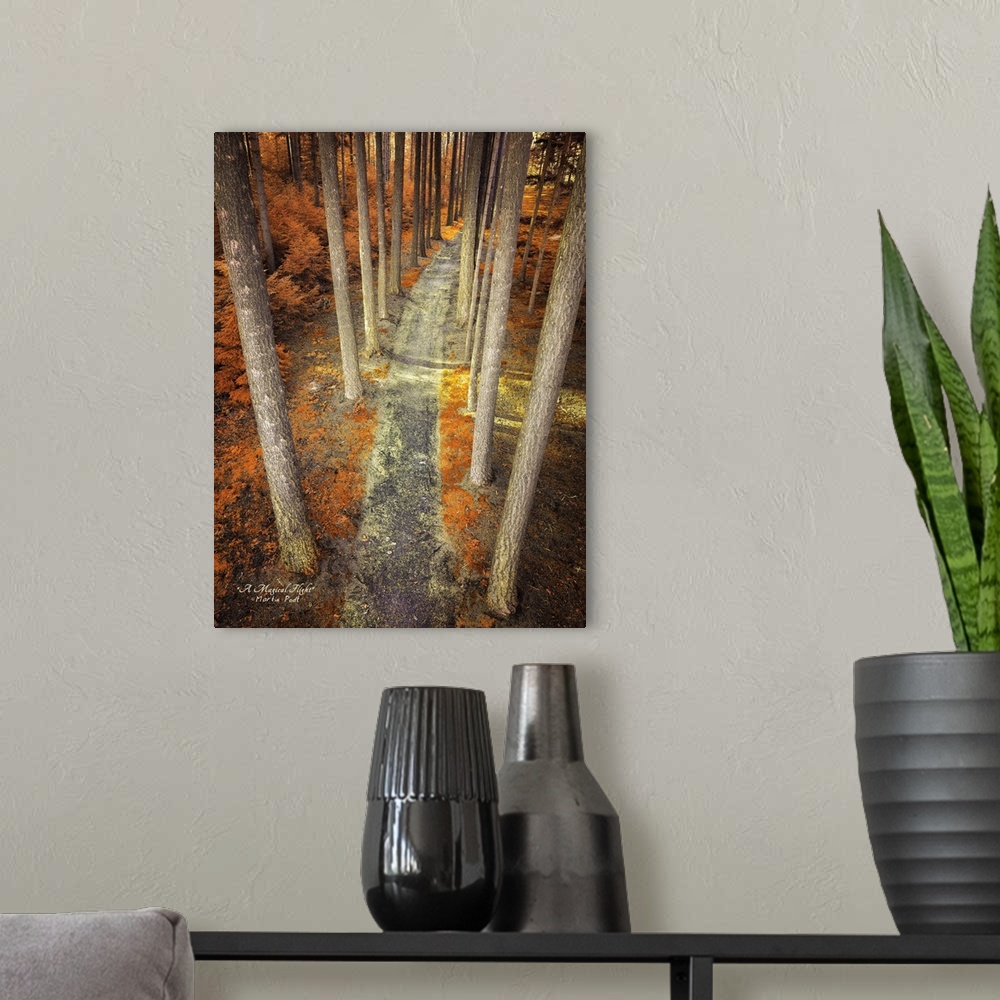 A modern room featuring Photograph of an unexpected perspective of a pathway lined by trees.