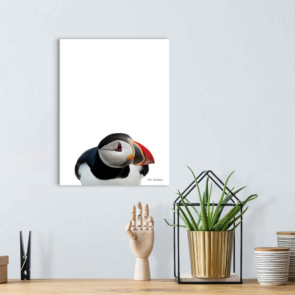 A bohemian room featuring Artic Puffin
