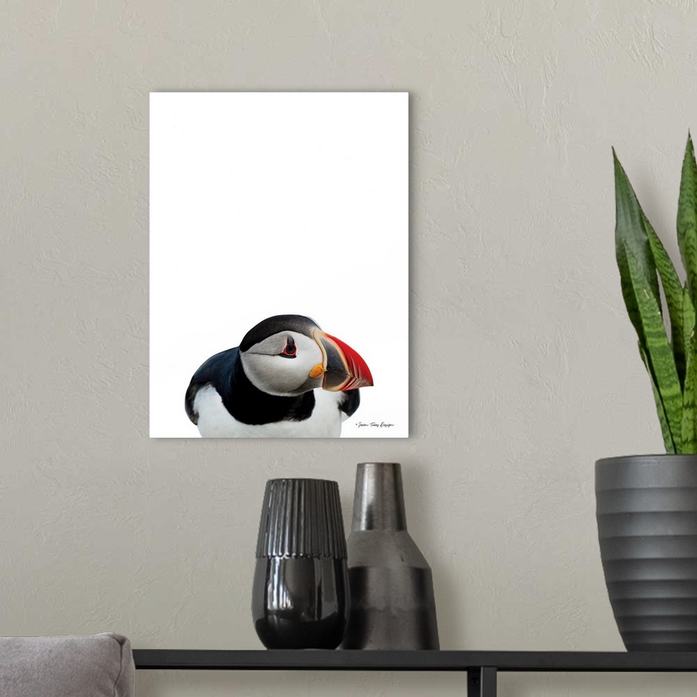 A modern room featuring Artic Puffin