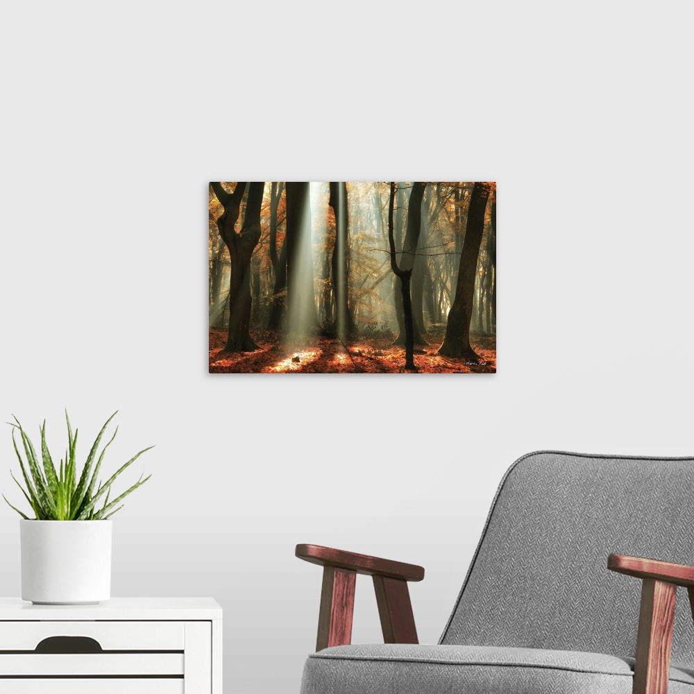 A modern room featuring Beams of light shining in a forest of dark trees with a leaf-covered floor.