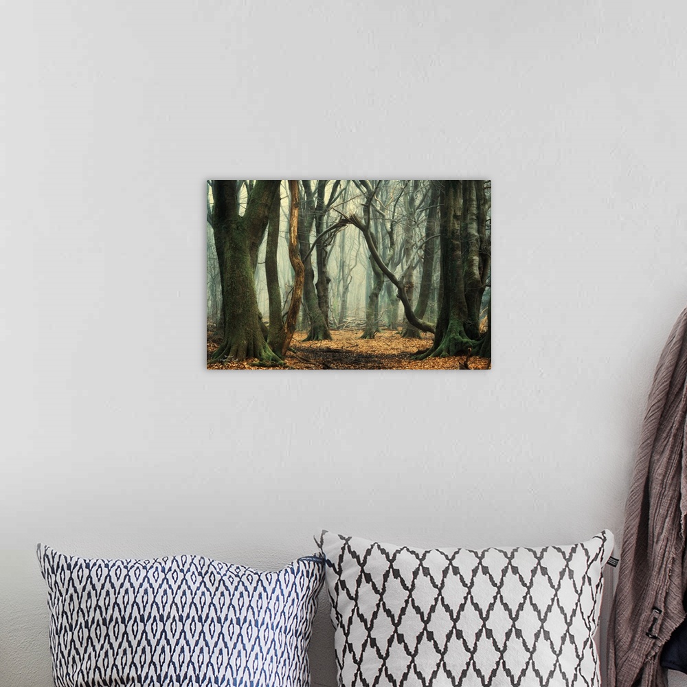 A bohemian room featuring A misty forest with dark trees and a clearing with a broken tree in the center.