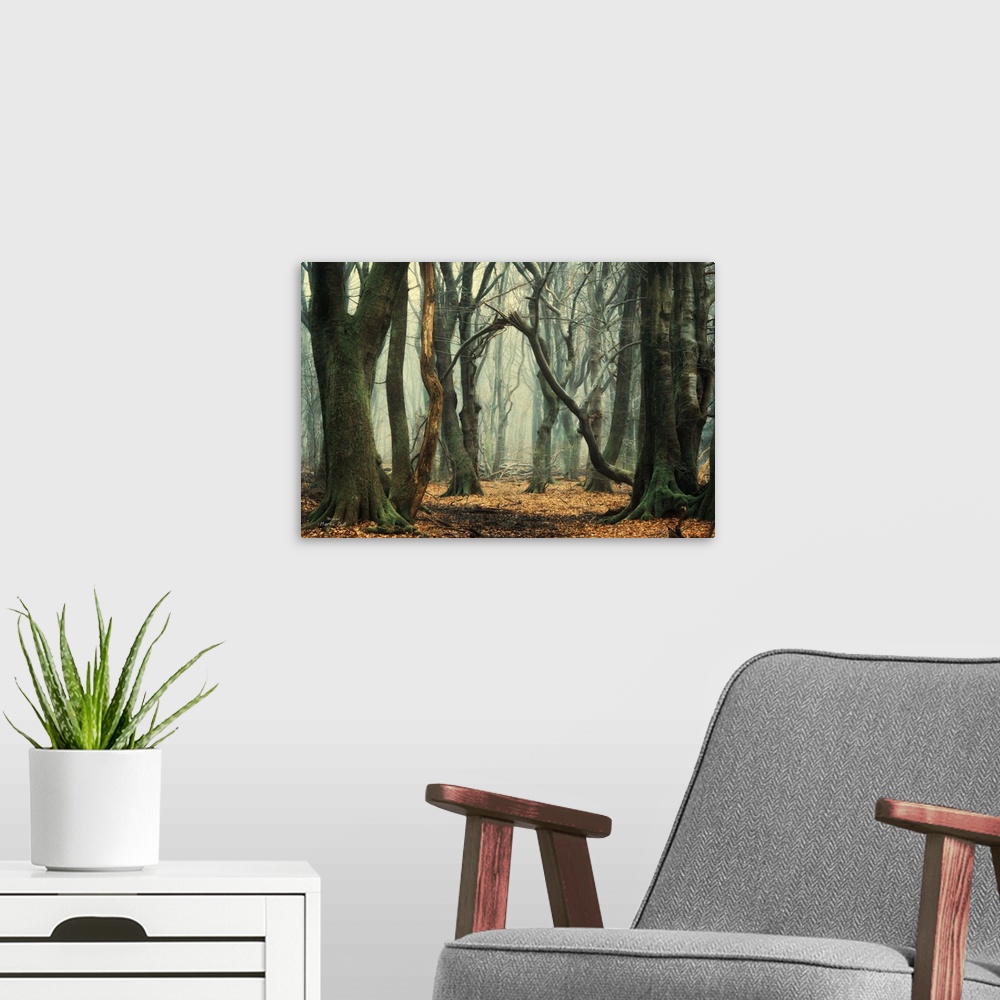 A modern room featuring A misty forest with dark trees and a clearing with a broken tree in the center.