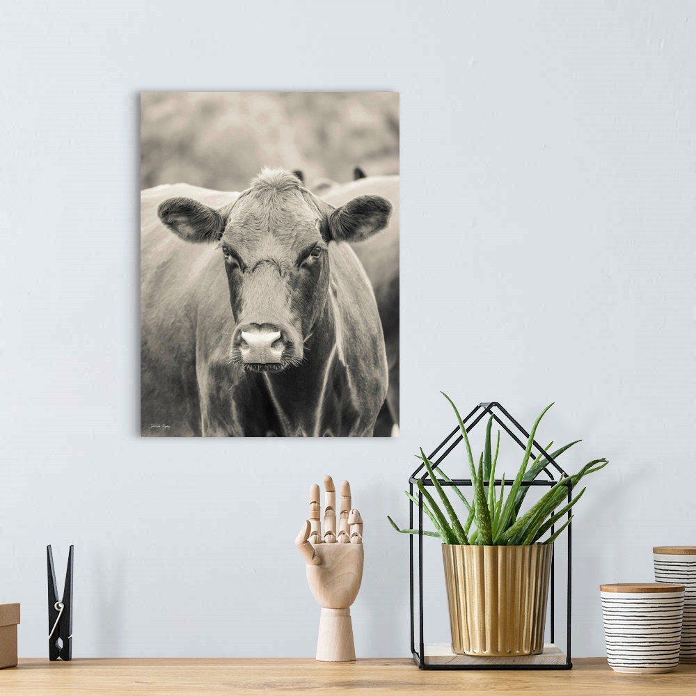 A bohemian room featuring Brown Cow, Say Cheese