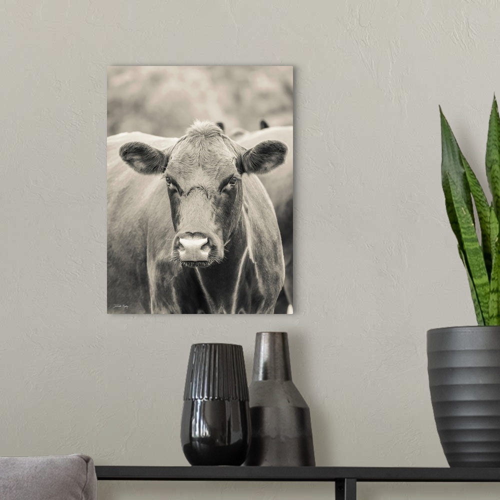A modern room featuring Brown Cow, Say Cheese