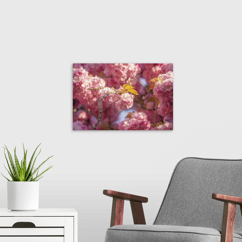 A modern room featuring Cherry Blossoms