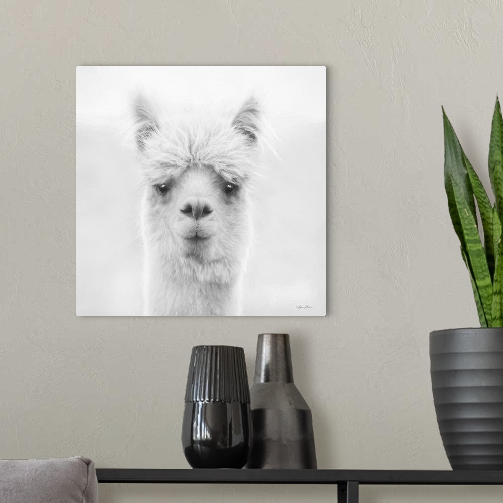 A modern room featuring Chip The Alpaca