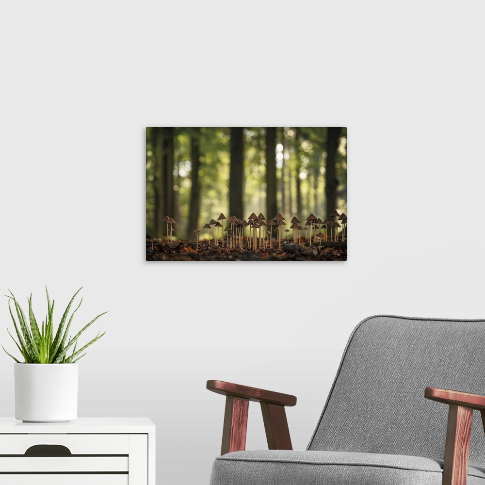 A modern room featuring Dwarf Forest
