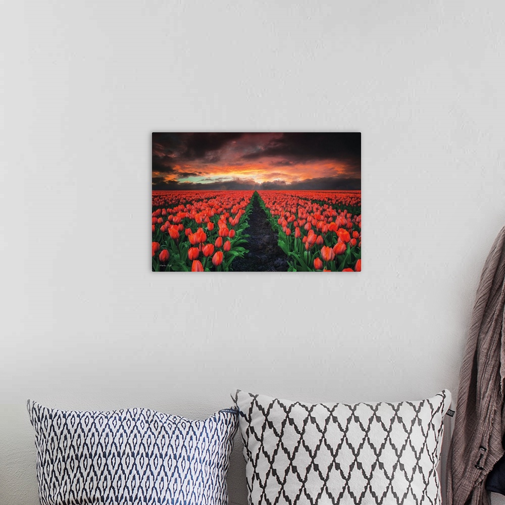 A bohemian room featuring Fields of red tulips under fiery sunset clouds.