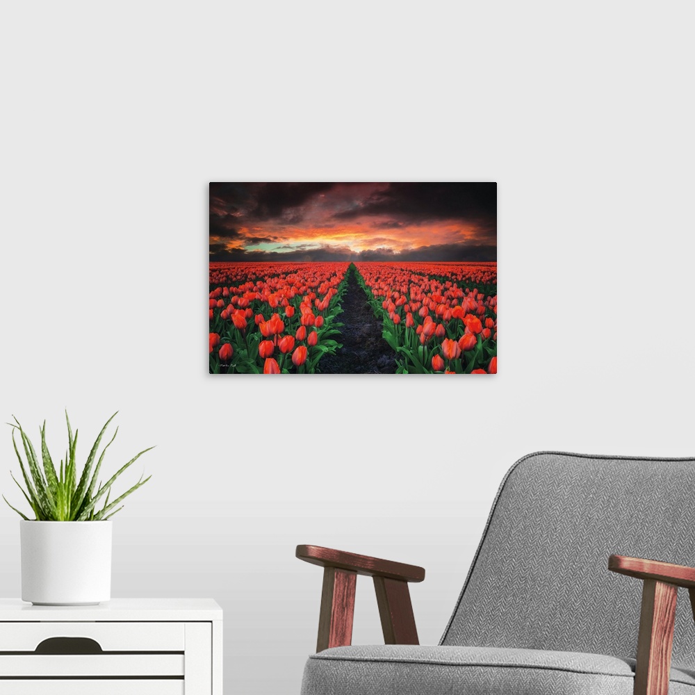A modern room featuring Fields of red tulips under fiery sunset clouds.