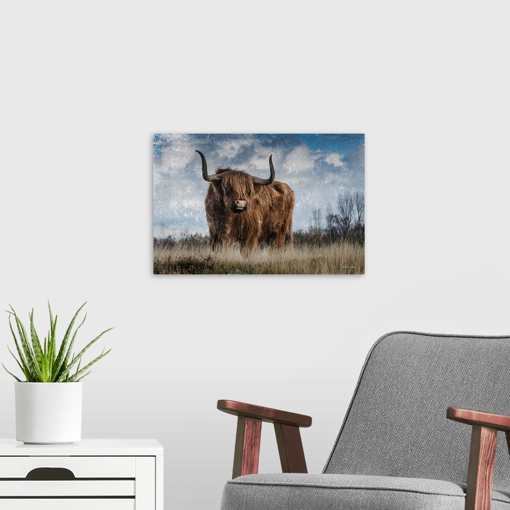 A modern room featuring Highland Bull Vintage 1