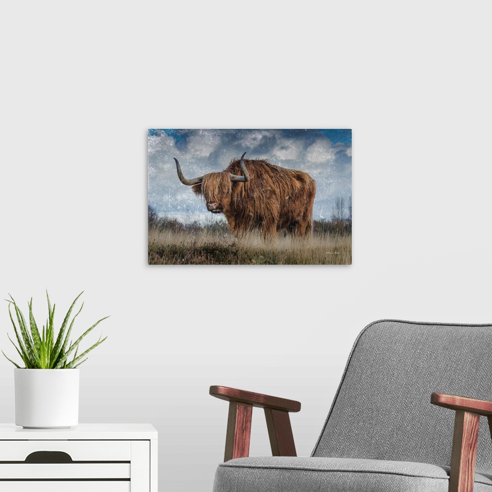 A modern room featuring Highland Bull Vintage 2