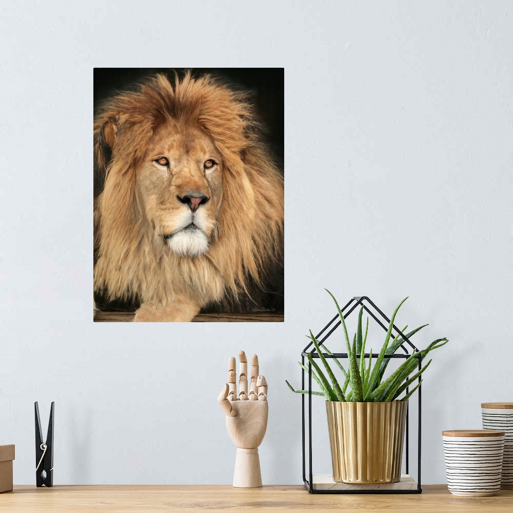 A bohemian room featuring King of the Jungle