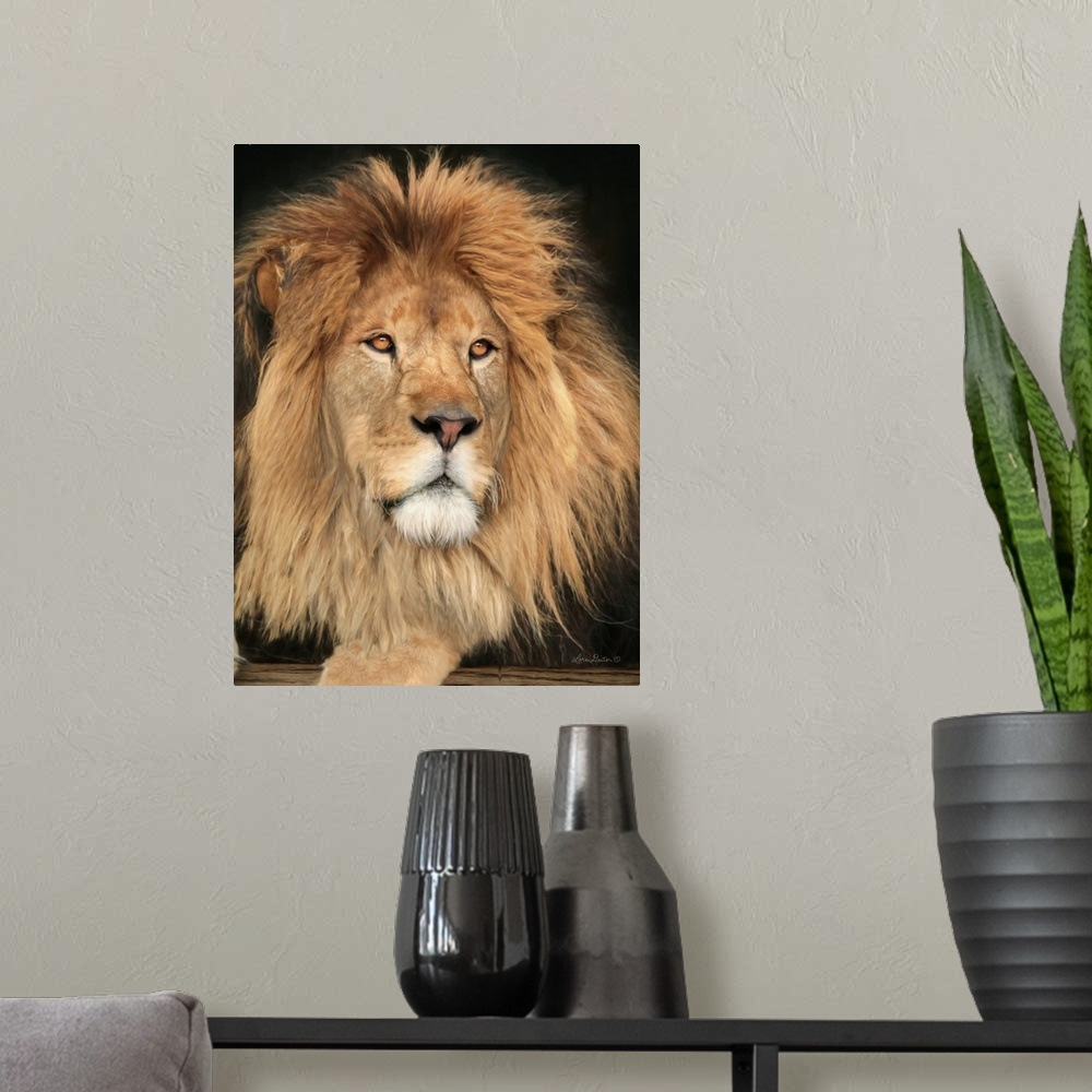 A modern room featuring King of the Jungle