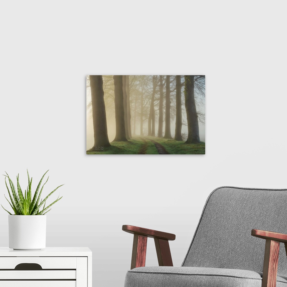 A modern room featuring Pathway through a forest of tall, dark trees in the fog.
