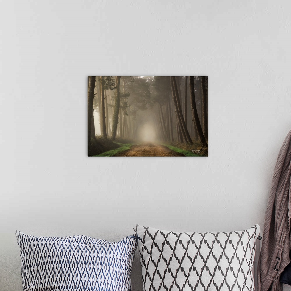 A bohemian room featuring Pathway through a forest of slender trees in the fog.