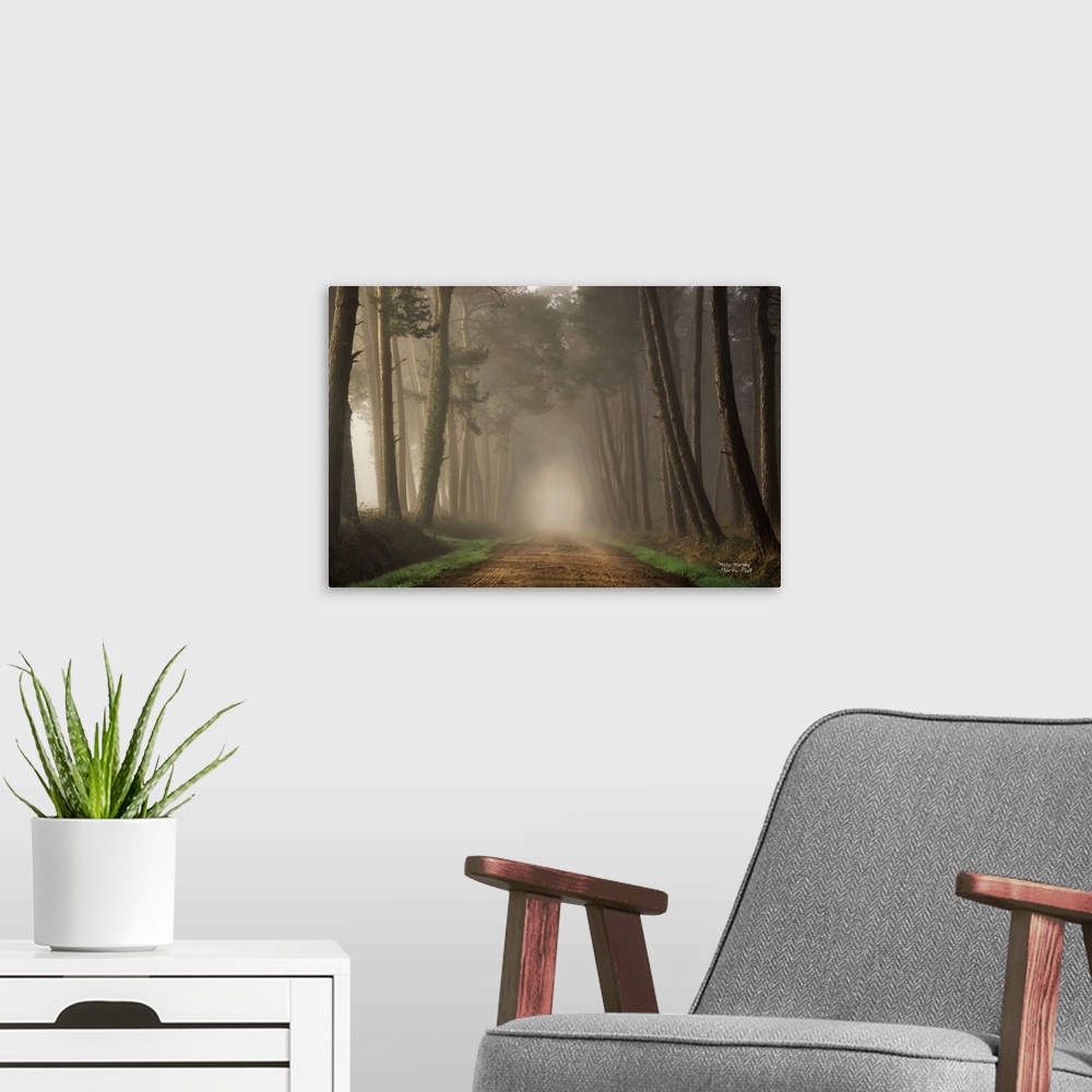 A modern room featuring Pathway through a forest of slender trees in the fog.